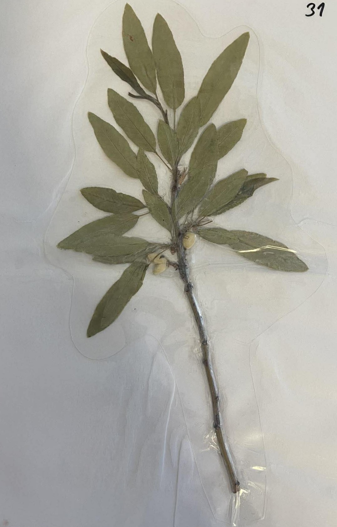 Rastlina Prunus amygdalus